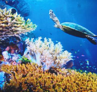 海洋生態檢測服務、環保檢測、各項微生物有害物質指標檢測