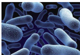 生物降解性檢測